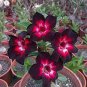 2 PCS Seeds Desert Rose Adenium