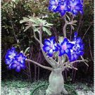 100 PCS Seeds Desert Rose Adenium Seeds Sky Blue Double Petals with White Edge Flowers 100 PCS Seeds Desert Rose Adenium Seeds Sky Blue Double Petals with White Edge Flowers
