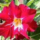 2 PCS Seeds Desert Rose Adenium Seeds Rose Red Single Petal Flowers 2 PCS Seeds Desert Rose Adenium Seeds Rose Red Single Petal Flowers