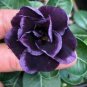 2 PCS Seeds Desert Rose Adenium