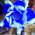 1000 PCS Seeds Desert Rose Adenium Seeds Sky Blue Double Petals with White Edge Flowers 1000 PCS Seeds Desert Rose Adenium Seeds Sky Blue Double Petals with White Edge Flowers