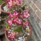100 PCS Seeds Desert Rose Bonsai Ornamental Plants Balcony Bonsai Potted Flowers