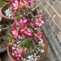 100 PCS Seeds Desert Rose Bonsai Ornamental Plants Balcony Bonsai Potted Flowers