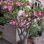 100 PCS Seeds Desert Rose Bonsai Ornamental Plants Balcony Bonsai Potted Flowers