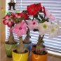 100 PCS Seeds Desert Rose Bonsai Ornamental Plants Balcony Bonsai Potted Flowers