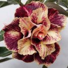 50 PCS Seeds Desert Rose Golden Blood Red Double Petals with Red Stripe Flower 50 PCS Seeds Desert Rose Golden Blood Red Double Petals with Red Stripe Flower
