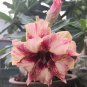 50 PCS Seeds Desert Rose Golden Blood Red Double Petals with Red Stripe Flower