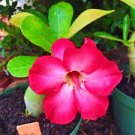 1000 PCS Seeds Desert Rose Golden Blood Red Double Petals with Red Stripe Flower 1000 PCS Seeds Desert Rose Golden Blood Red Double Petals with Red Stripe Flower