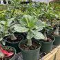 1 PCS Seeds Desert Rose Scarce Grafted Variegated Leaves Petals