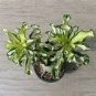 1 PCS Seeds Desert Rose Scarce Grafted Variegated Leaves Petals
