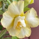 1 PCS Seeds Desert Rose Seed Fully Yellow Single Flowers