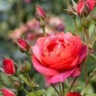 1 PCS Seeds Desert Rose Seed Rose Red Single Petal with Light Purple Edge 1 PCS Seeds Desert Rose Seed Rose Red Single Petal with Light Purple Edge
