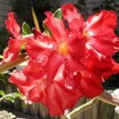 2 PCS Seeds Desert Rose Seeds Bright Dark Red Double Flowers