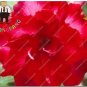2 PCS Seeds Desert Rose Seeds Bright Dark Red Double Flowers