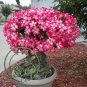 2 PCS Seeds Desert Rose Seeds Pink Serious Flowers