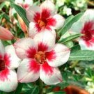 1 PCS Seeds Desert Rose White & Red Bi-Color Single Petals 1 PCS Seeds Desert Rose White & Red Bi-Color Single Petals