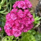 50 PCS Seeds Dianthus barbatus L. American Pink Perennial Flowers