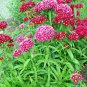 50 PCS Seeds Dianthus barbatus L. American Pink Perennial Flowers