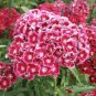 50 PCS Seeds Dianthus barbatus L. American Pink Perennial Flowers