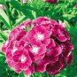 50 PCS Seeds Dianthus barbatus L. American Pink Perennial Flowers
