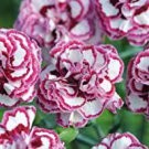 200 PCS Seeds Dianthus 'Grans Favourite' Pinks Perennial Garden Plug Plants 200 PCS Seeds Dianthus 'Grans Favourite' Pinks Perennial Garden Plug Plants