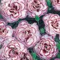 200 PCS Seeds Dianthus 'Grans Favourite' Pinks Perennial Garden Plug Plants