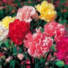 50 PCS Seeds Dianthus Caryophy Chabaud Mixed Carnation