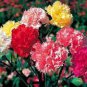 50 PCS Seeds Dianthus Caryophy Chabaud Mixed Carnation