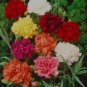 50 PCS Seeds Dianthus Caryophy Chabaud Mixed Carnation