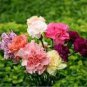 50 PCS Seeds Dianthus Caryophy Chabaud Mixed Carnation