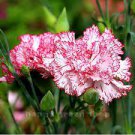 200 PCS Seeds Dianthus Caryophyllus Heirloom Carnation Flower 200 PCS Seeds Dianthus Caryophyllus Heirloom Carnation Flower
