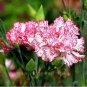 200 PCS Seeds Dianthus Caryophyllus Heirloom Carnation Flower