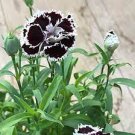 100 PCS Seeds Dianthus Caryophyllus Seeds Carnation Black Double Flowers with White Edge