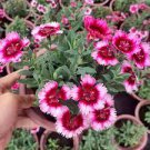 50 PCS Seeds Dianthus Chinensis Bonsai Mix Color Flower Bonsai Pot Plant 50 PCS Seeds Dianthus Chinensis Bonsai Mix Color Flower Bonsai Pot Plant