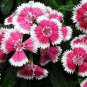 50 PCS Seeds Dianthus Chinensis Bonsai Mix Color Flower Bonsai Pot Plant