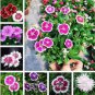 50 PCS Seeds Dianthus Chinensis Bonsai Mix Color Flower Bonsai Pot Plant