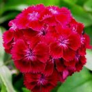 200 PCS Seeds Dianthus Dark Red Sweet William Annual Flower
