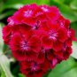 200 PCS Seeds Dianthus Dark Red Sweet William Annual Flower