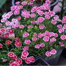 100 PCS Seeds Dianthus Mixed Pinks Perennal Flower 100 PCS Seeds Dianthus Mixed Pinks Perennal Flower