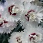 100 PCS Seeds Dianthus Mixed Pinks Perennal Flower