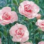 100 PCS Seeds Dianthus Mixed Pinks Perennal Flower