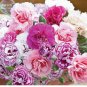 100 PCS Seeds Dianthus Mixed Pinks Perennal Flower
