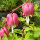 1 PCS Seeds Dicentra Spectabilis Bleeding Heart Classic 1 PCS Seeds Dicentra Spectabilis Bleeding Heart Classic