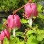 1 PCS Seeds Dicentra Spectabilis Bleeding Heart Classic
