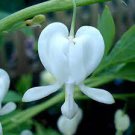 100 PCS Seeds Dicentra Spectabilis Bonsai Bleeding Heart Classic Cottage Garden