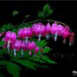 100 PCS Seeds Dicentra Spectabilis Bonsai Bleeding Heart Classic Cottage Garden