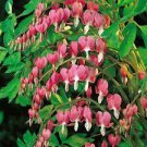 100 PCS Seeds Dicentra Spectabilis Bonsai Bleeding Heart Classic Cottage Garden Plant 100 PCS Seeds Dicentra Spectabilis Bonsai Bleeding Heart Classic Cottage Garden Plant