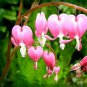 100 PCS Seeds Dicentra Spectabilis Bonsai Bleeding Heart Classic Cottage Garden Plant