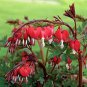 5 PCS Seeds Dicentra Spectabilis Mixed Bleeding Heart