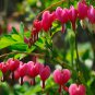 5 PCS Seeds Dicentra Spectabilis Mixed Bleeding Heart